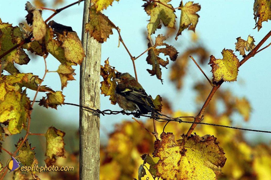 Nom de l'image : EP08-0407_(c)Norbert-JUNG — Description :